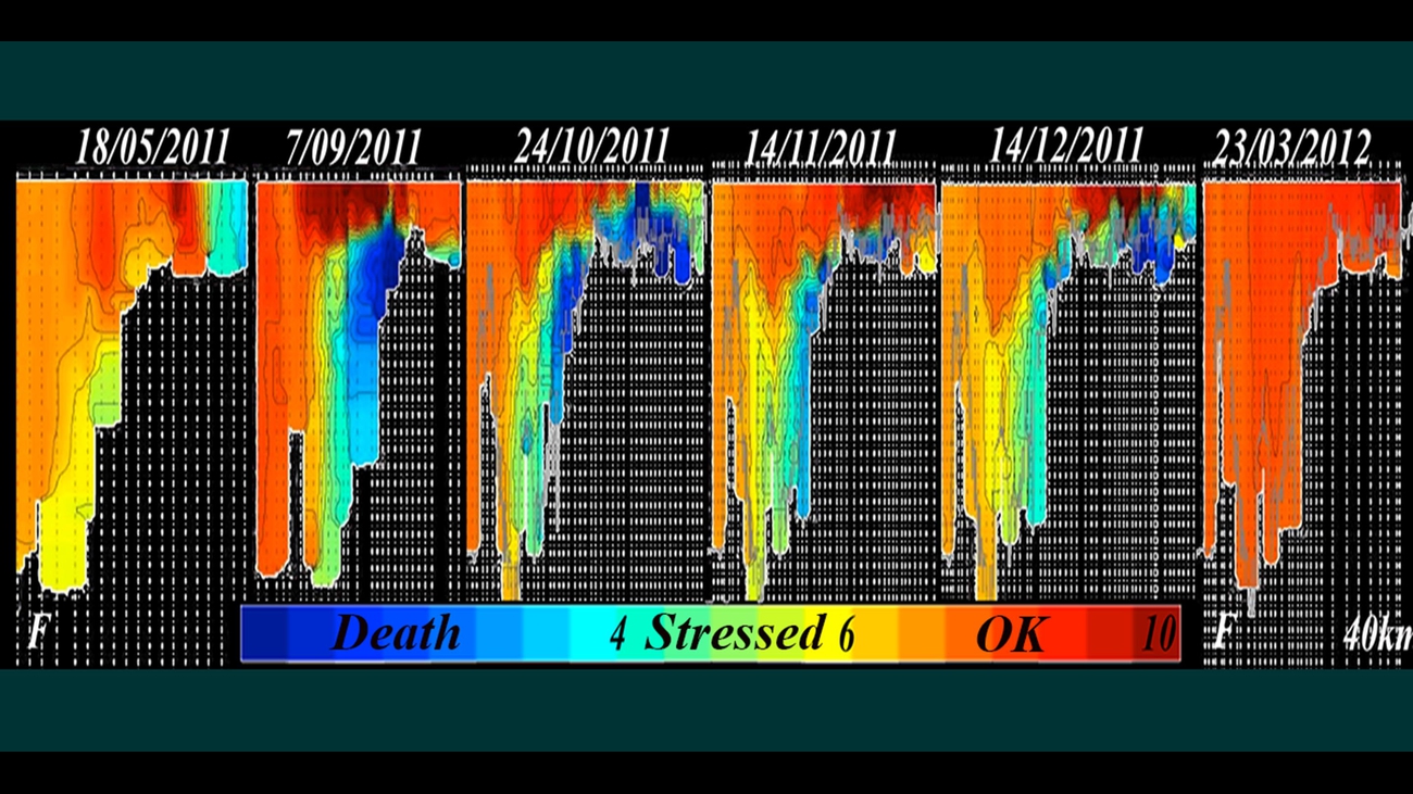 As the salt water intrusion moves upstream it forms a horizontal barrier to oxygen diffusing into the water from the surface to depth.