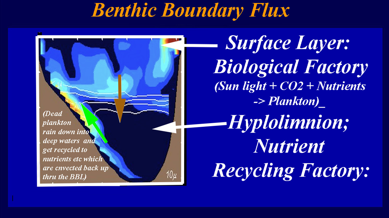 The Benthic Boundary Layer (BBL) moves the nutrients, recycled in the bottom deep waters, back into the thermocline where it becomes accessible to life in the surface layer.