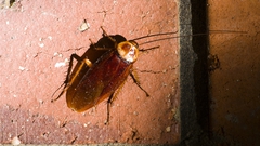 20180112_Aust_Home_insect_L1001275