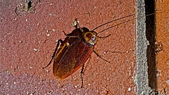 20180112_Aust_Home_insect_L1001282