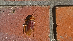 20180112_Aust_Home_insect_L1001287
