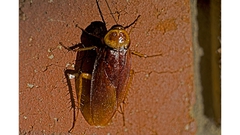 20180112_Aust_Home_insect_L1001294